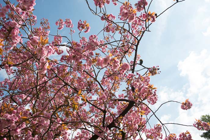 pink cherry blossoms england