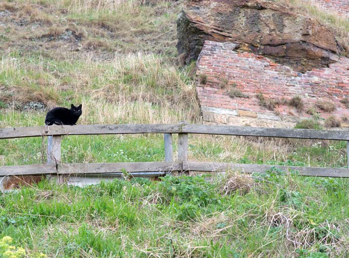 english countryside farm cat