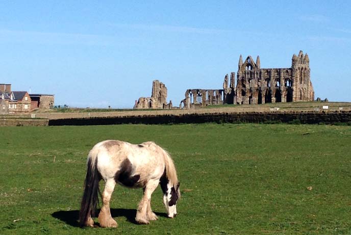 whitby abbey, horses