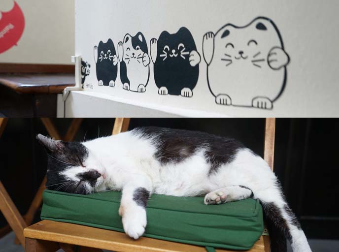 black white cat sleeping