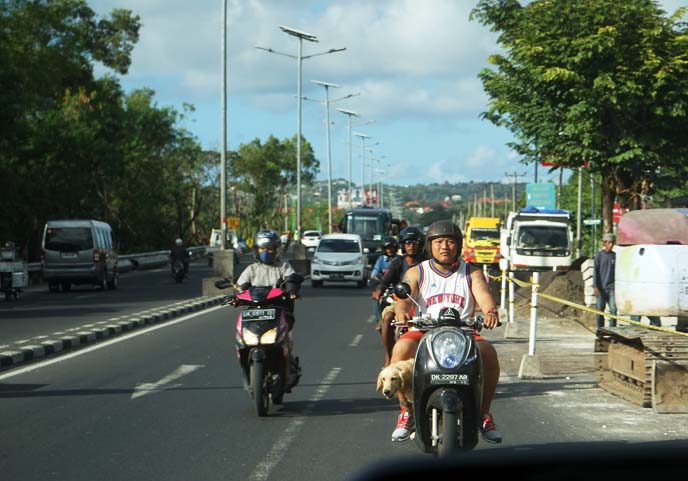 dog riding on scooter, crazy asia driving