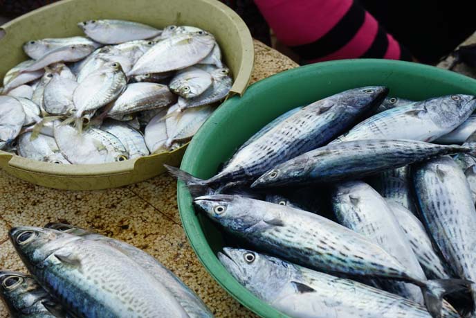 indian ocean fish markets