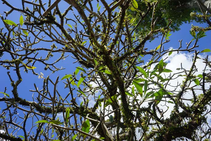 indonesian trees, leaves