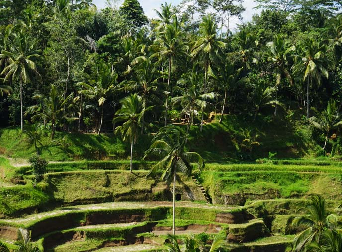 ubud layered rice paddies, rice terrace