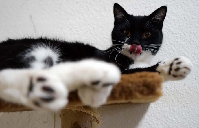 black white cat, tongue out