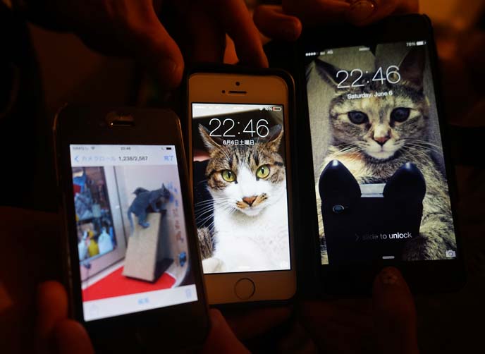 cell phone cat wallpapers