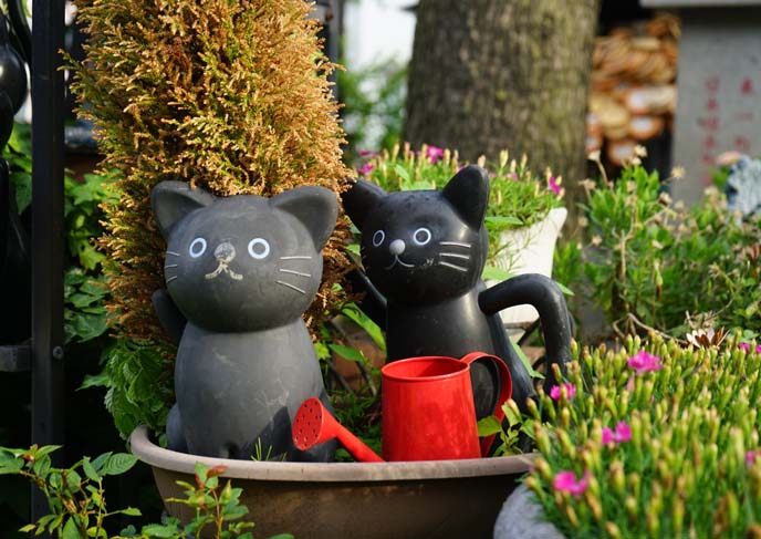 cat watering cans