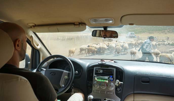 sheep crossing road morocco