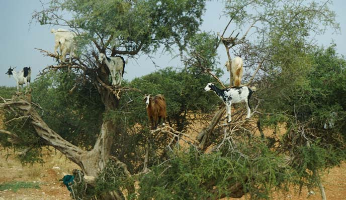 morocco goats on trees