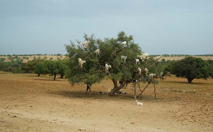 tree climbing goats morocco