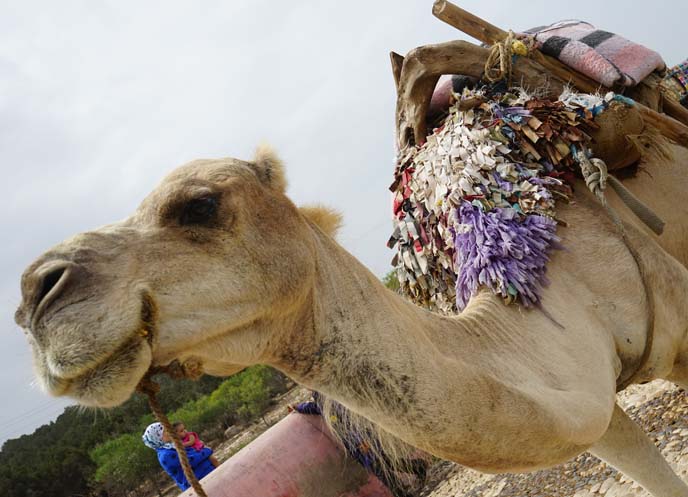 camel rides morocco marrakesh