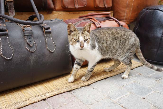 moroccan cats, Essaouira