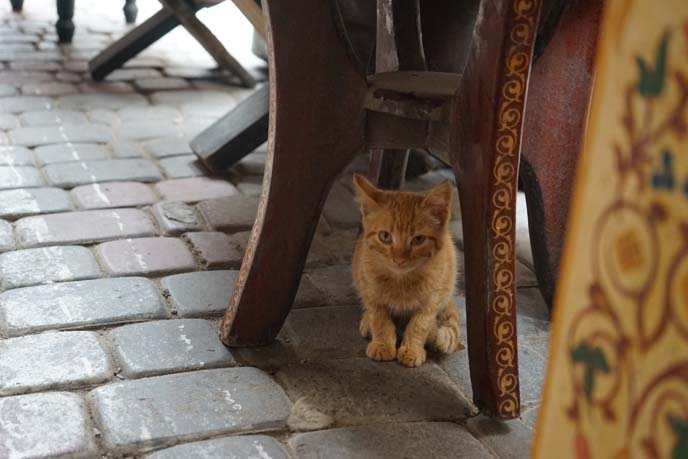 morocco stray cats, kitten