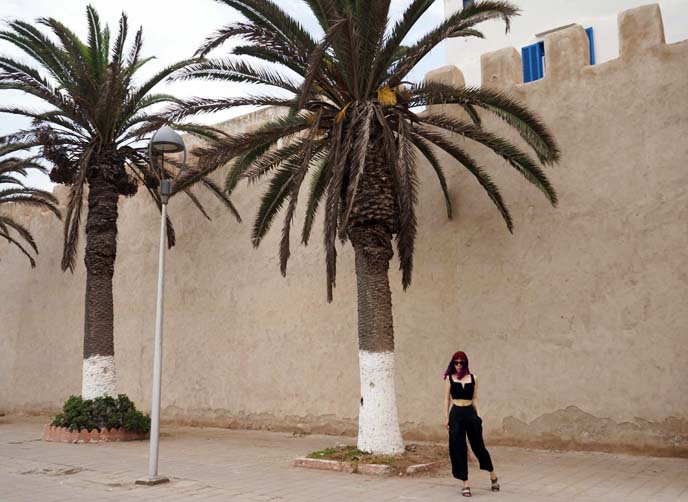 walled city, Essaouira palm trees