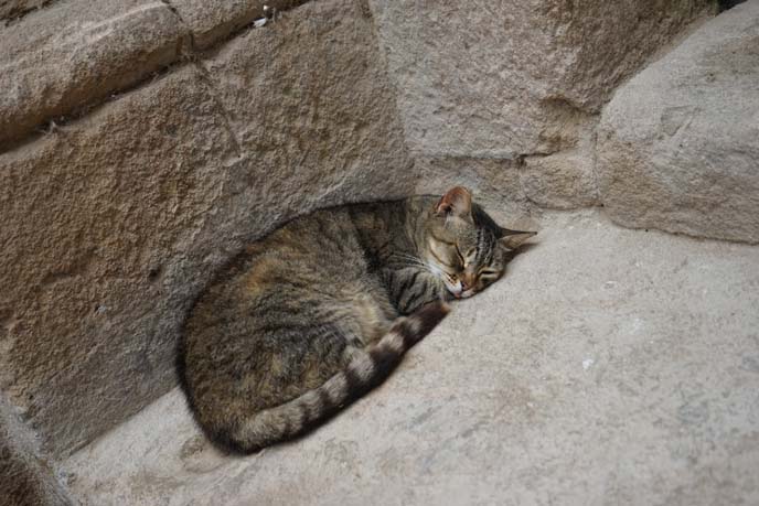 morocco sleeping cat in street