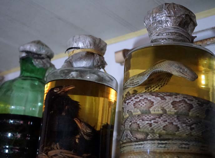 snake wine, bird wine