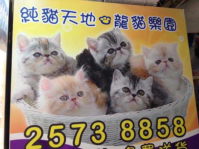 exotic shorthair kittens in basket