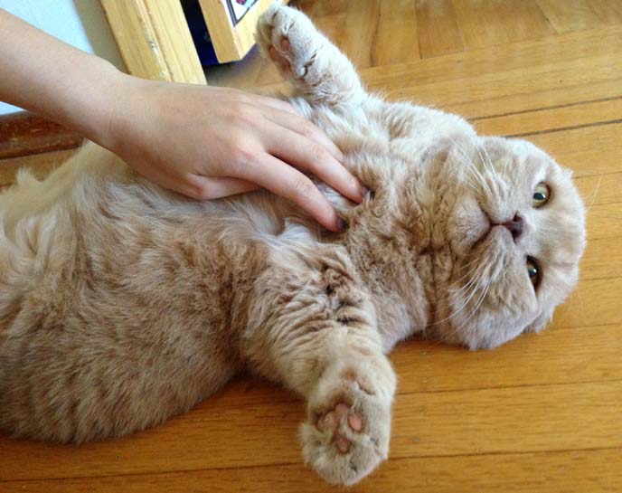 scottish fold cat basil, pet sensei