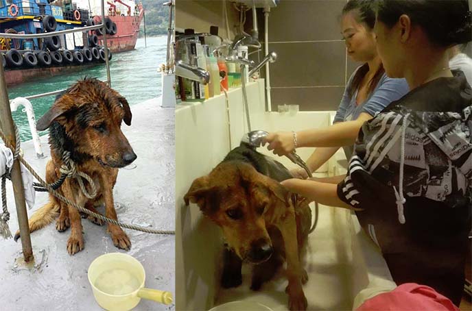 hong kong dog rescue, pet charity