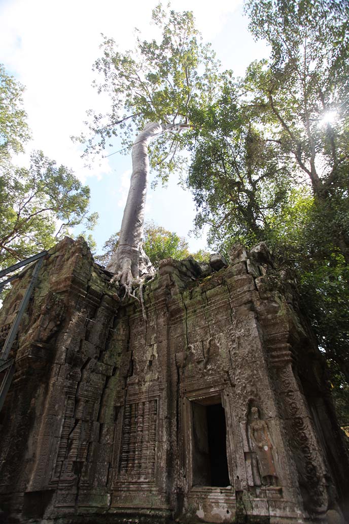 ta prohm tree roots