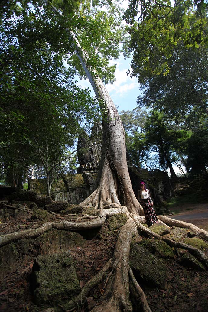 big tree roots cambodian jungle