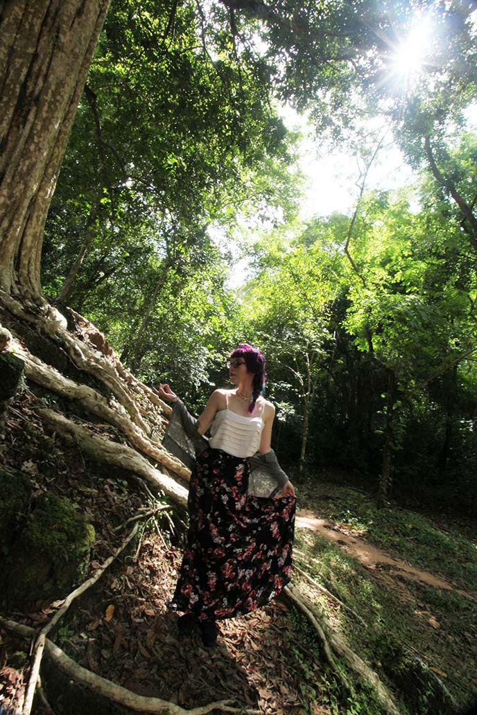 angkor wat tree roots