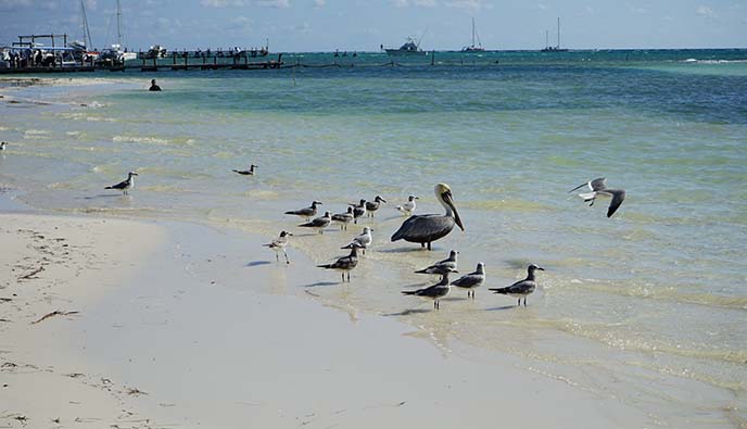 mexico pelicans ocean