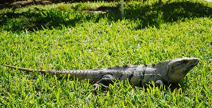 mexico big iguana