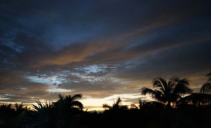 sunrise palm trees sky