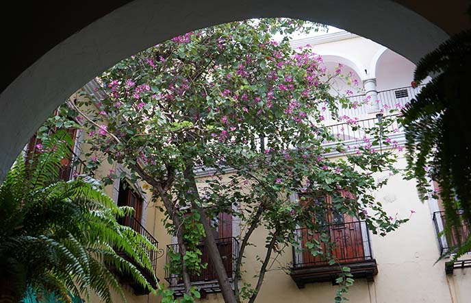 valladolid mexican restaurant courtyard