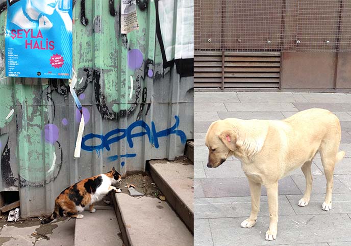 istanbul stray cats dogs