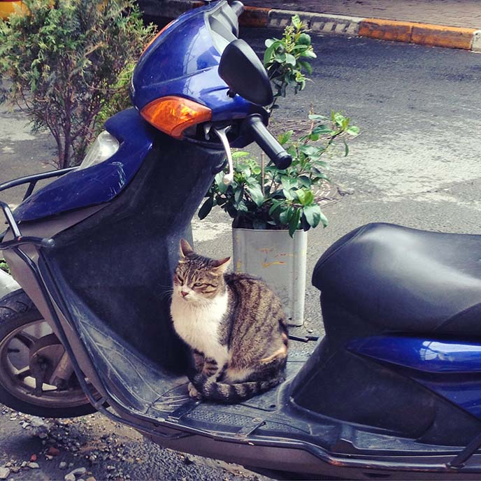 turkey cat sitting on motorcycle