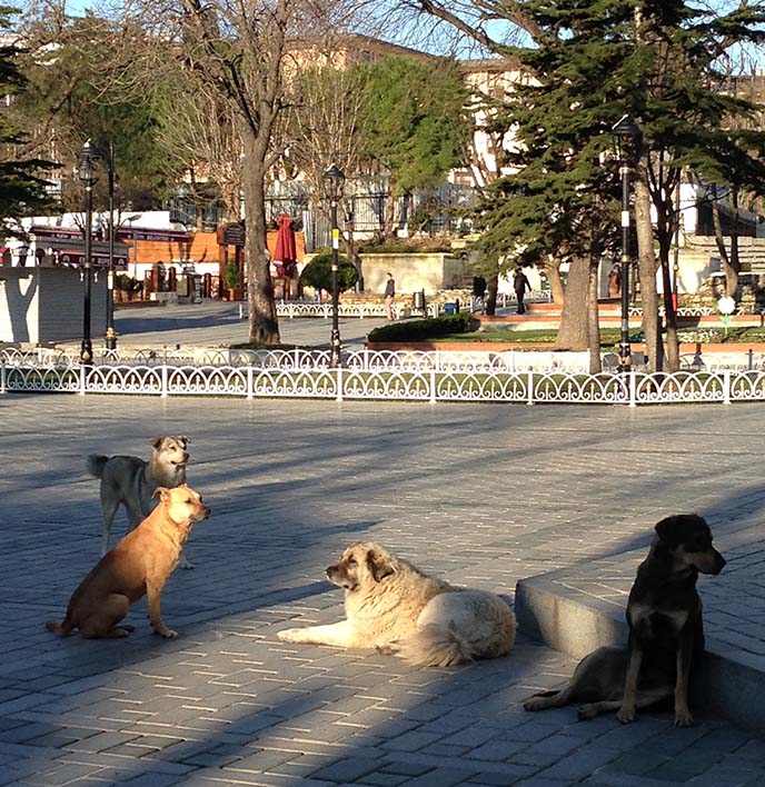 istanbul street dogs ears tagged