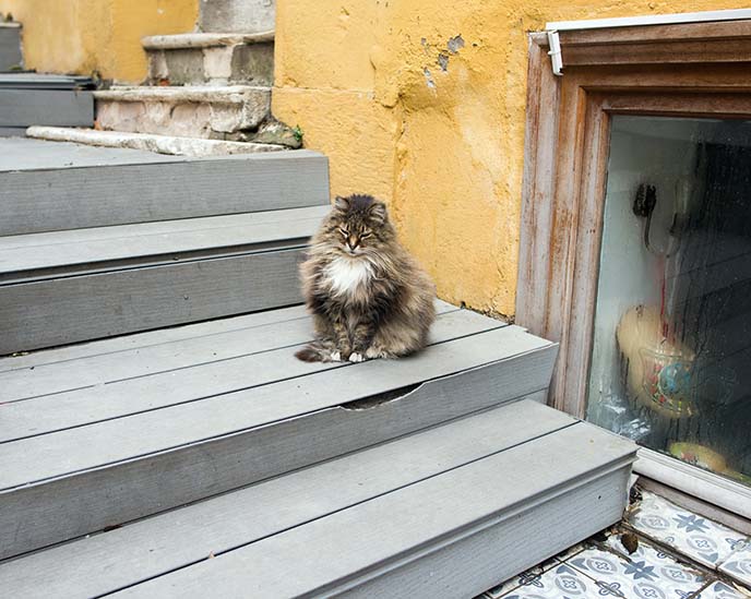 turkish fat cat streets