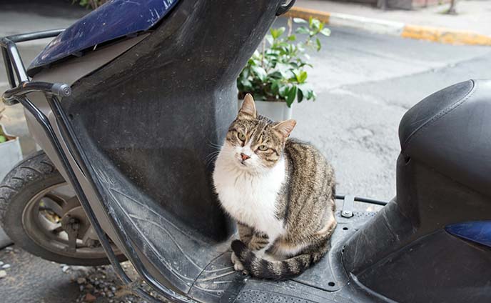 turkey cat sitting on motorcycle