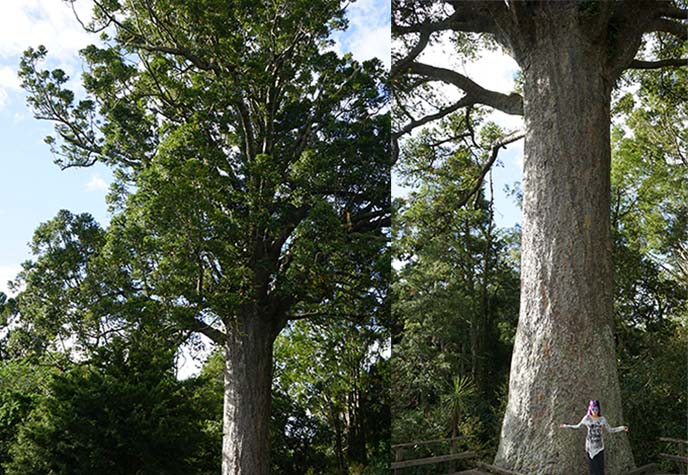 Tane Moana Giant Kauri Tree