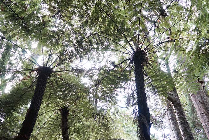 Kauri Tree Walkway, forests