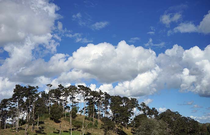 north island new zealand landscape