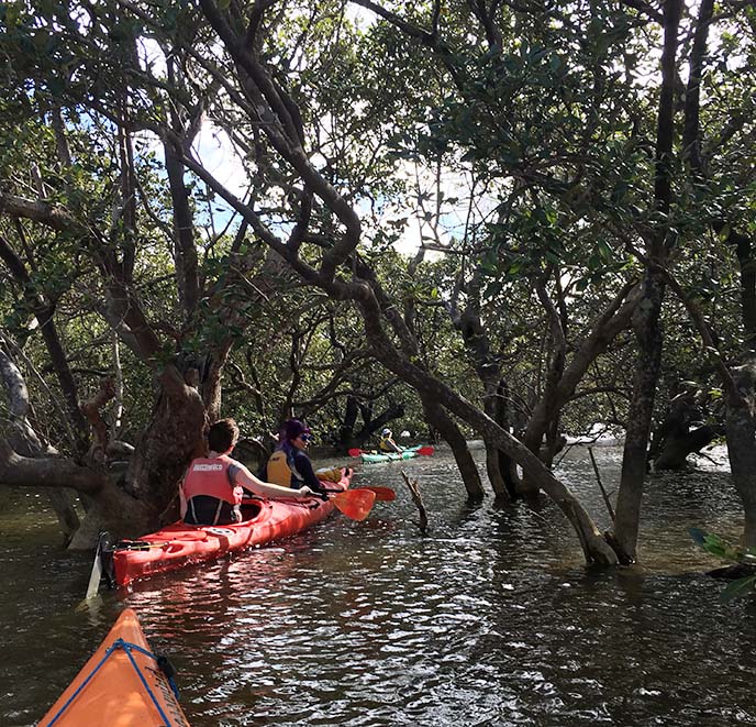 mangrove forest kayaking