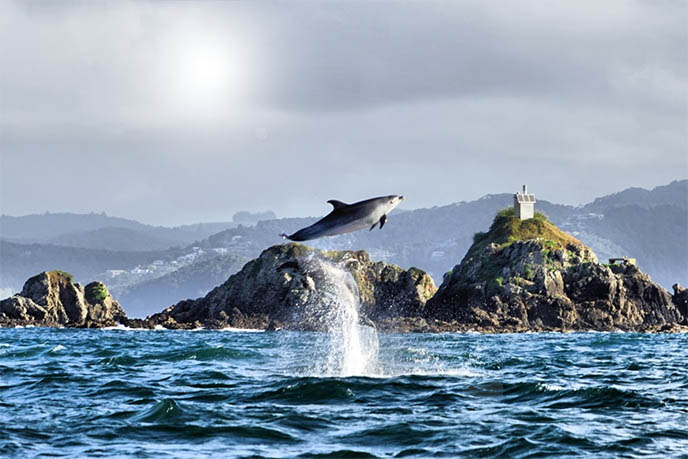 dolphin watching tour bay of islands