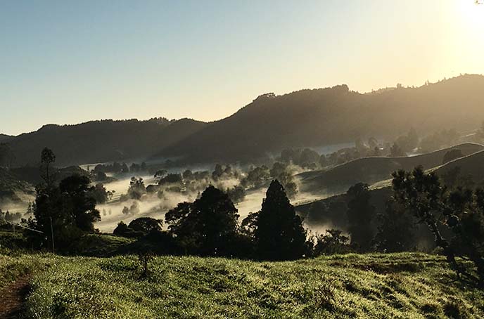 waitomo landscape, new zealand