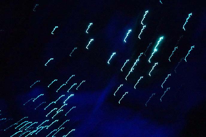 blue glowworms, new zealand caves