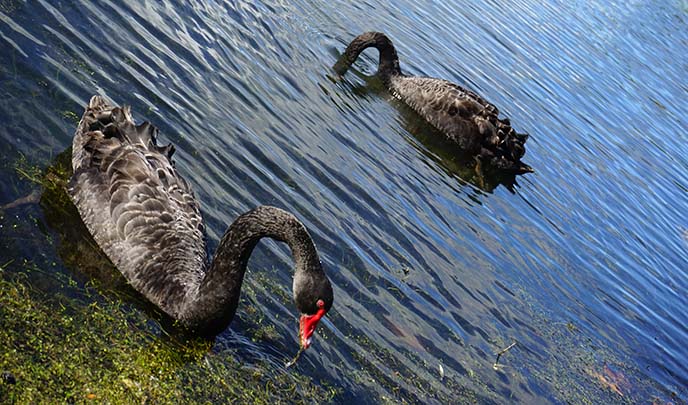 new zealand black swan birds