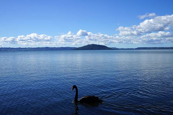 black swan on lake