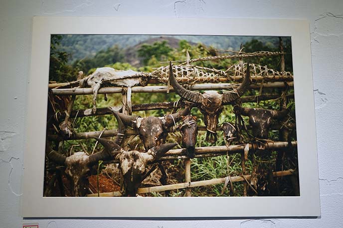 myanmar animal skulls