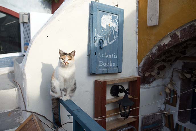 greek bookstore cat atlantis books