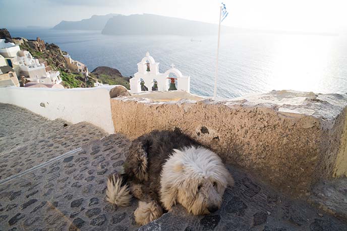 cute sheepdog santorini cafe