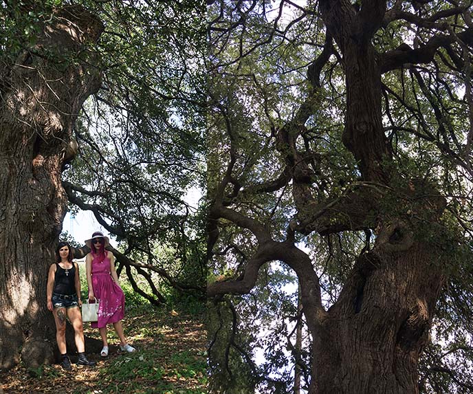 treaty oak poisoned tree