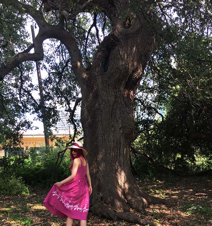 treaty oak tree austin texas