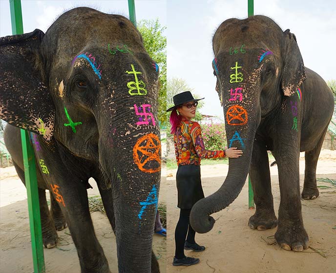 jaipur elephant joy india